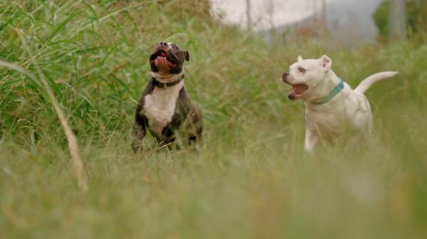 Oraşul din România în care se construieşte primul cimitir de animale: "Până acum trebuia să le îngropăm la noi acasă"