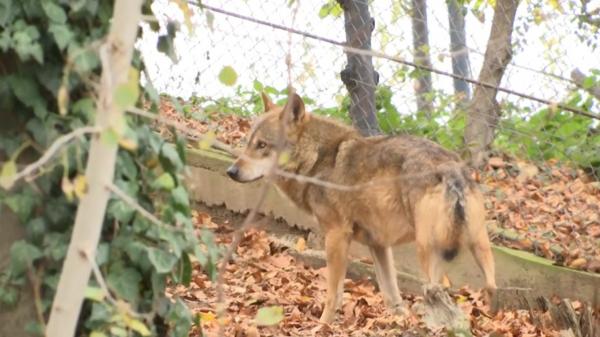 Oraşul unde oamenii s-au trezit cu lupul la uşă. Localnicii se plâng că le omoară animalele: "Câinii şi din lanţ i-au luat"