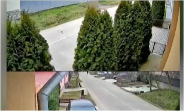 Bărbat de 57 de ani, reținut după ce a ucis cu sânge rece câinele unui vecin, în Bihor. A împușcat animalul cu o armă deținută ilegal