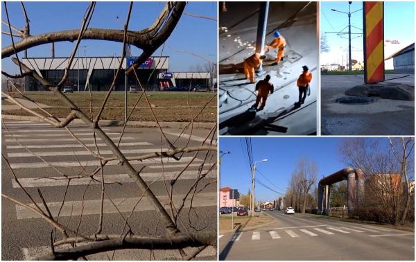 Zebra care duce într-un pom şi stâlpul electric pus în calea tramvaiului. Doreii din Timişoara s-au luat la întrecere