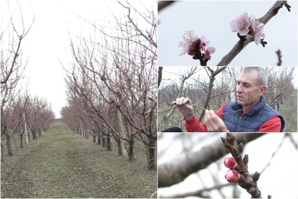 "Se alege praful". Fructele româneşti, o amintire. Temperaturile extreme din ultima săptămână pun în pericol recolta pomicultorilor