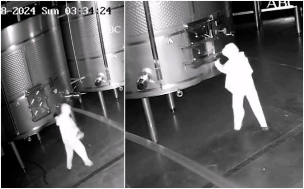 Momentul în care un individ pătrunde într-o cramă și varsă intenționat vin premium de peste 2,5 milioane de euro, în Spania