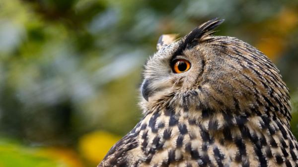 Numărul bufniţelor din România, în scădere dramatică. Fenomenul care şochează localităţi întregi