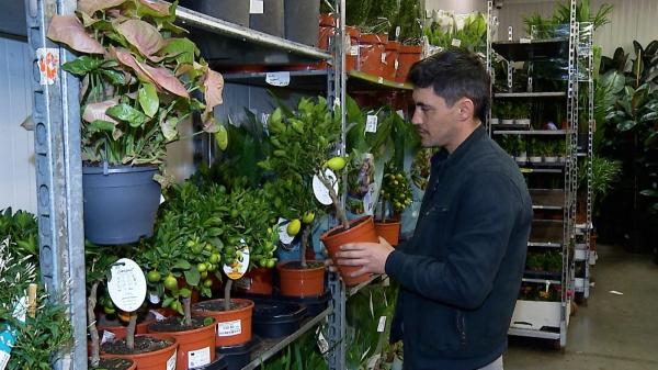 Valeriu are o colecţie de plante exotice acasă și nu vrea să se oprească. Prețurile variază între 200 de lei şi 1.600 de lei