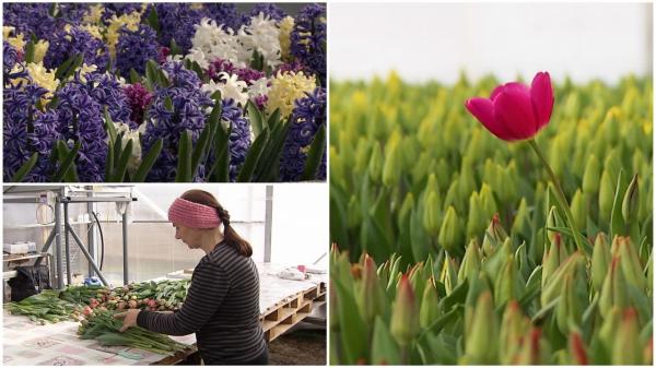 Cât costă un aranjament cu flori pentru 1 şi 8 Martie. Locurile din care le putem cumpăra mai ieftin: preţurile se dublează la tarabe, spun producătorii