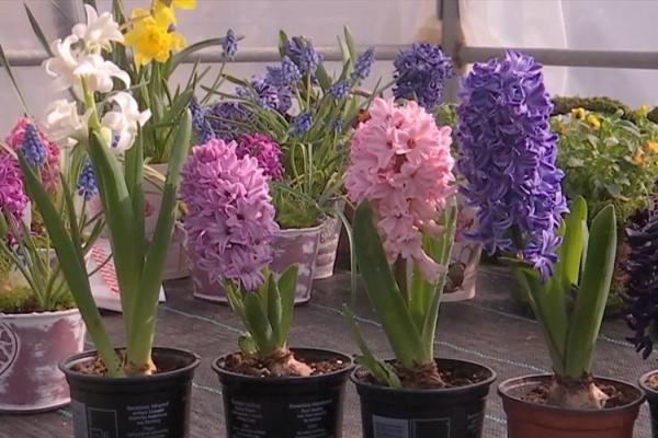 A explodat primăvara în sere. Cât costă o zambilă indigo după ce preţurile au crescut cu 20% faţă de 2023