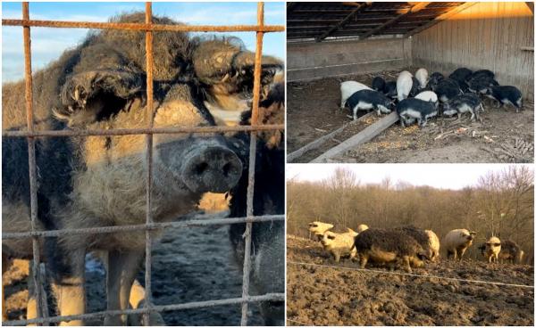 Mai mulţi bani de la stat pentru o categorie de fermieri. Valoarea ajutorului a crescut de la 1.200 la 2.000 de lei pe an