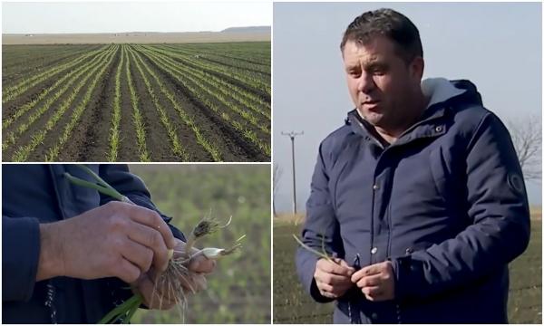 Fermierii care primesc bani de la stat în avans: 1.500 de euro pe hectar, până la jumătatea verii. Care sunt condiţiile