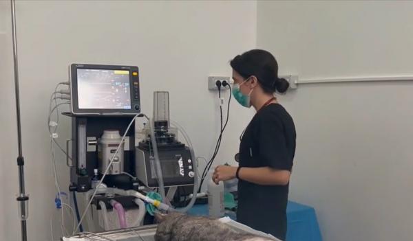 Dispozitiv de ultimă generaţie la spitalul veterinar din Iaşi: "Pentru copilaşul nostru, între ghilimele, ne dorim tot ce e mai bun!"