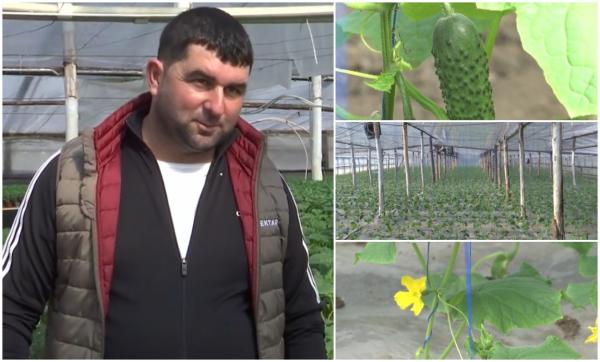 Când ajung în piețe și cât vor costa roșiile și castraveții de Matca. Fermierii au plantat deja răsadurile şi se lucrează la foc automat