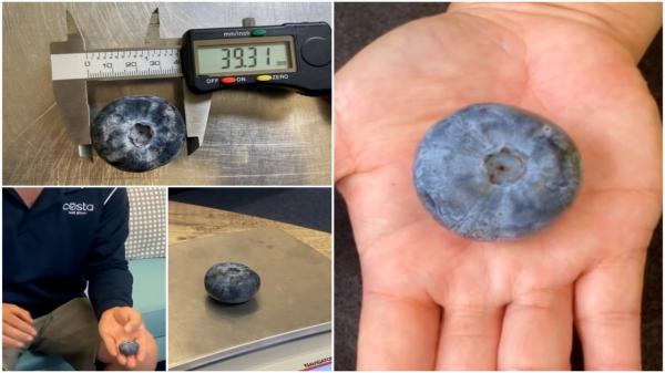 Cât cântăreşte cea mai mare afină din lume, descoperită în Australia. Fructul a intrat în Cartea Recordurilor