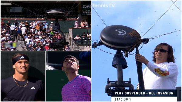 Mii de albine au invadat terenul la un meci de tenis din SUA: "Sunt îngrozit. M-am ascuns". Cine a reuşit să salveze situaţia