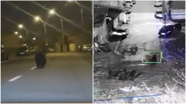 Alertă de urs la Ploieşti. Localnicii au primit Ro-Alert, dar au ieşit pe străzi să vadă animalul: "Foarte frumos. A venit în jungla noastră"