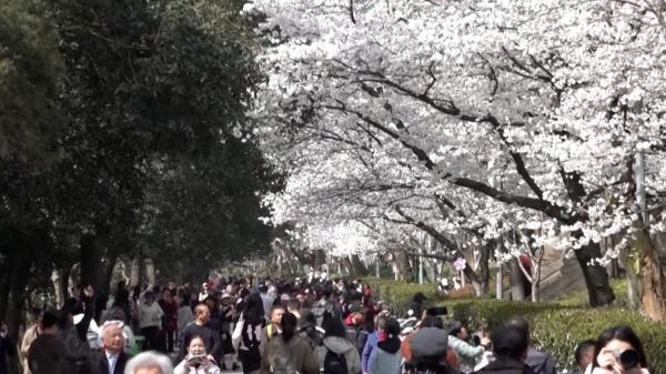 Chinezii își fac rezervări online pentru a vedea cireșii înfloriți. Copacii pot fi admirați într-un campus universitar