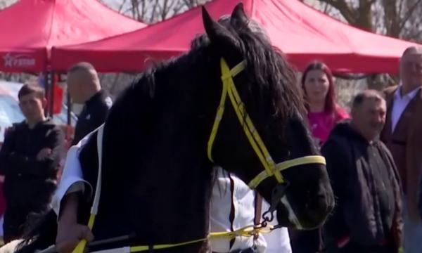 El este Dante, un armăsar Andaluz de 12.000 de euro. Dan, proprietarul lui, recunoaşte: "Întreţinerea este mult mai scumpă"