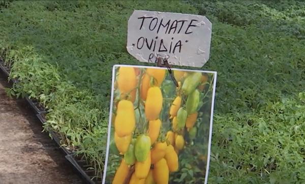 Roşiile-banană, tot mai populare printre agricultori. Cererea este uriaşă