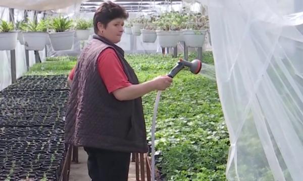 Cum a fost reinventată banala roşie la Buzău: costă 2,50 lei răsadul. "De pe o plantă poţi recolta 3 kg. Sunt primele care se coc"