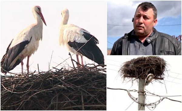 Un maramureșean a declarat război unor berze care și-au făcut cuib pe stâlpul de la poartă. A obținut inclusiv un ordin de ministru pentru mutarea înaripatelor