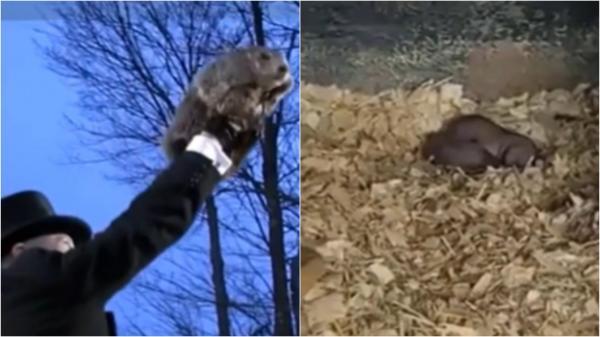 Marmota Phil celebră pentru că prezice vremea, a devenit tată pentru prima oară. Îngrijitorii au aflat de cei 2 pui abia când s-au născut