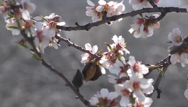 Satul din România celebru pentru cireşii înfloriţi ca în Japonia. E recunoscut şi pentru un soi "ciudat" care se găseşte în fiecare gospodărie