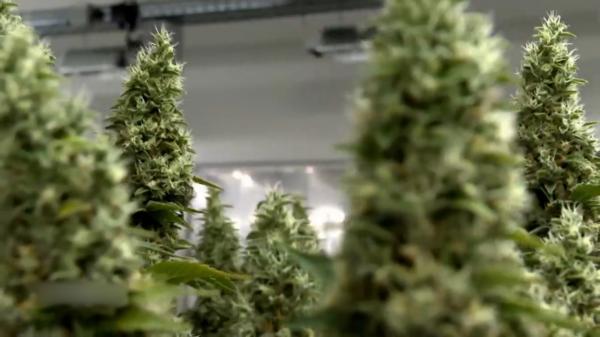 Germania, a treia țară din UE care legalizează consumul de canabis. Care sunt cantitățile permise și locurile de unde poate fi cumpărat