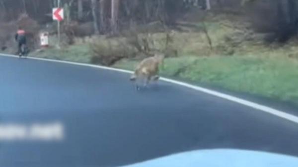Soluţia radicală în cazul lupului care a urmărit un biciclist: vor să împuşte animalul, care e specie protejată prin lege