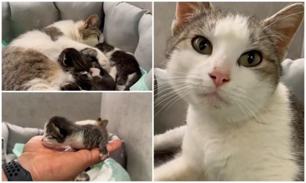 O pisică a venit să nască la spitalul veterinar din Iaşi. A mieunat pe la uşi până a fost primită înăuntru şi a adus pe lume 4 pui
