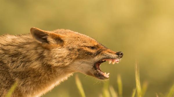 În Galați, ca-n savană. Urletele șacalilor îi terorizează noaptea pe localnici, iar nimeni nu poate face nimic
