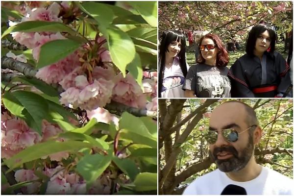 Festivalul Sakura, spectacol de culoare în Parcul Herăstrău. Cireşii înfloriţi au impresionat bucureştenii: "E extraordinar"