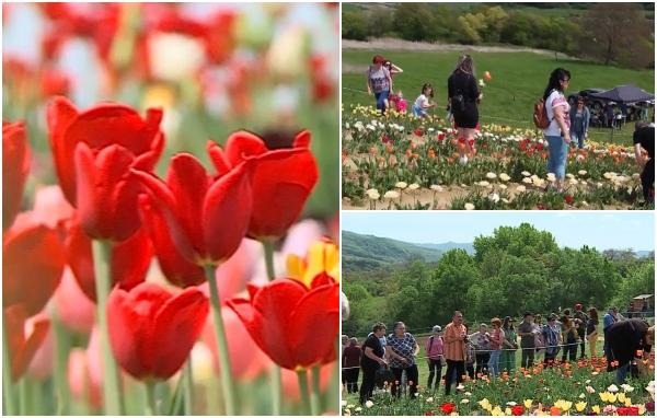 Splendoare de culoare la Festivalul lalelelor din Mureş. Turiştii din întreaga ţară au venit să admire cele peste 13.000 de lalele din 20 de soiuri diferite