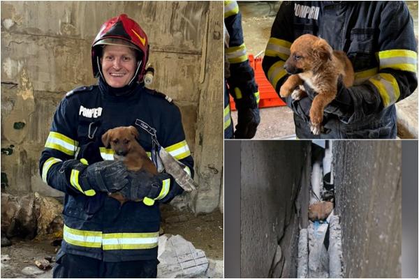 Căţel blocat între doi pereţi de beton, salvat de pompierii vasluieni. Animalul a topit inima unui salvator, care l-a adoptat pe loc