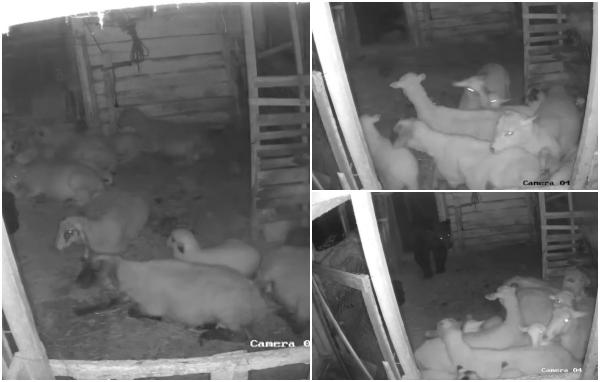 Momentul când un urs dă năvală în gospodăria unei case din Moieciu de Sus şi atacă oile. Cele mai mari au încercat să îşi protejeze puii