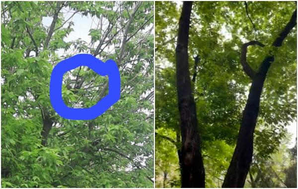 Pisicuţă blocată de cinci zile într-un copac din Sectorul 6. Oamenii au cerut ajutor fără succes autorităţilor. "Dacă nu se intervine cu siguranță nu o să mai reziste"