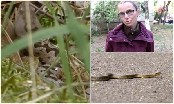 Atenţie, căldura a scos viperele cu corn din hibernare. Când atacă şi ce facem dacă suntem muşcaţi de şerpii veninoşi