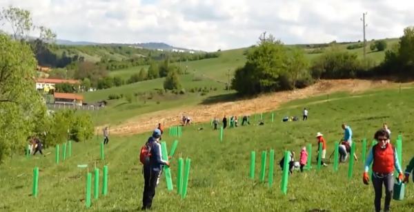 O sută de voluntari din Harghita au plantat puieţi de castani comestibili, în forma unei frunze