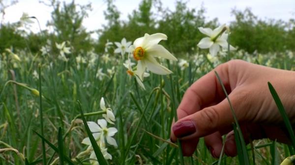 Locul fermecat din România care a prins viaţă în aprilie. Poiana narciselor a înflorit mai devreme şi atrage tot mai mulţi turişti