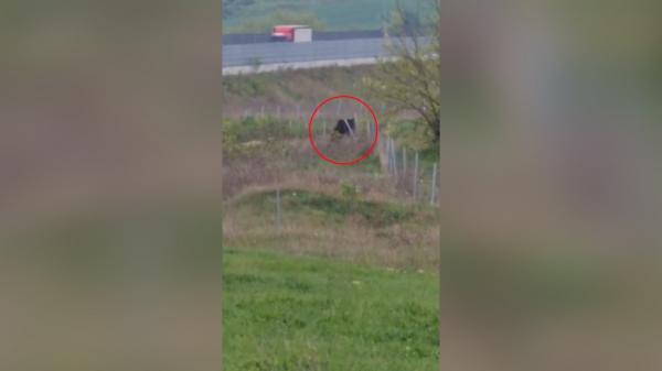 Un urs grav rănit, văzut în apropierea unor case din Alba, a fost eutanasiat. Animalul a fost filmat când încerca să sară un gard