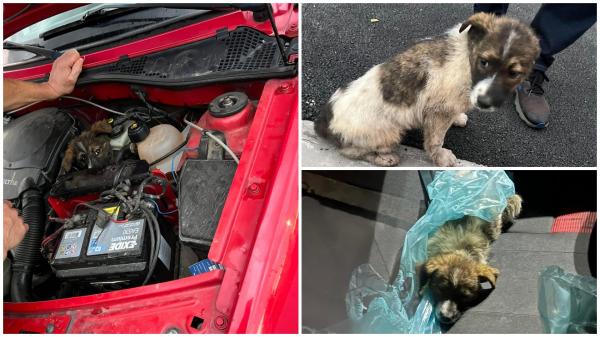 Un cățel a mers peste 100 de kilometri ascuns în motorul unei mașini, pe drumul Timișoara - Cluj-Napoca: "Problema e că nu îl pot păstra"