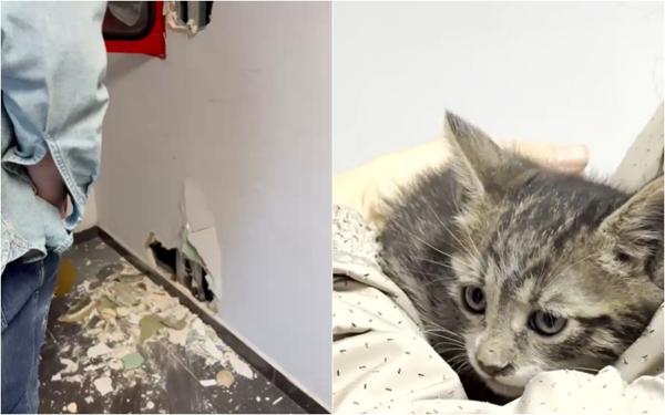 Pui de pisică, salvat de pompieri din spatele unui perete dintr-o clădire de birouri din Bucureşti. Felina era captivă de peste 48 de ore