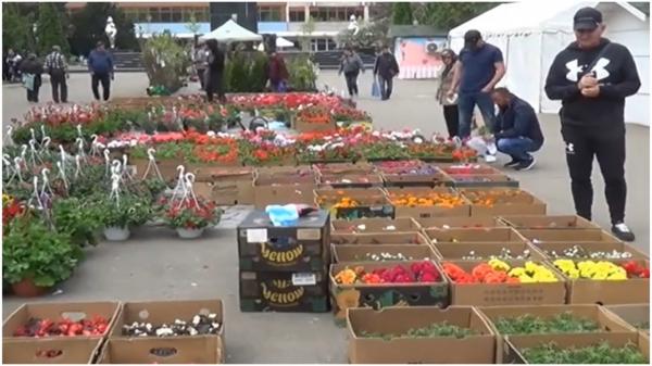 Explozie de culoare la Reşiţa. Sute de flori au fost scoase la vânzare, însă localnicii au rămas dezamăgiţi: "Cam scumpe"