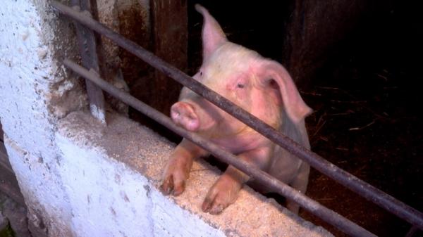 Focar de pestă porcină africană în Olt. Peste 11.000 de animale au fost sacrificate