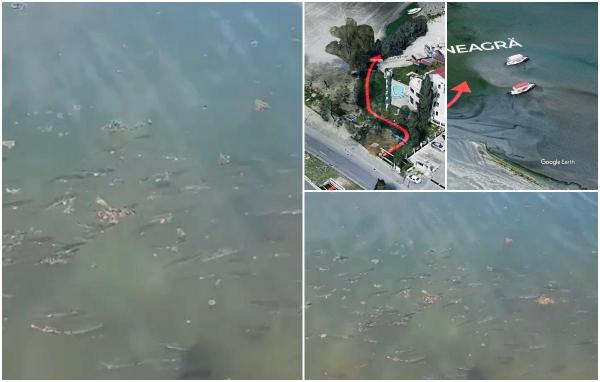 Fenomen inedit în Marea Neagră. Bancuri de caraşi au ajuns din lacurile din zonă în apa mării. Sunt condamnaţi la moarte pentru că nu pot trăi decât în ape dulci