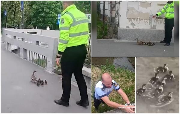 O mamă-raţă şi puii săi, conduşi de poliţiştii din Cluj spre lac. Misiune inedită pentru oamenii legii