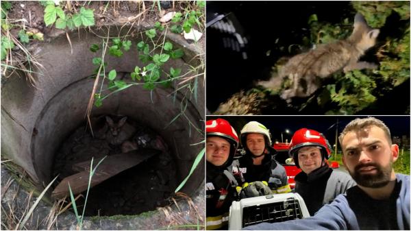 Pui de vulpe, salvat de la moarte. Animalul căzuse într-un canal și a fost eliberat apoi în padure