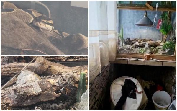 Un tânăr care creştea vipere cu corn şi un piton în apartament a fost găsit mort. "Beat, a băgat mâna, cred că a fost muşcat"