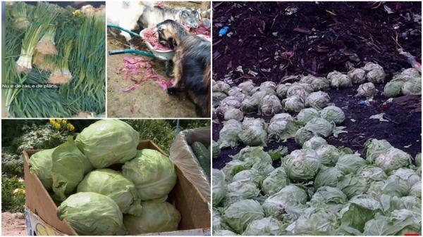 Revolta unui fermier român pe TikTok: "Nu e de râs, e de plâns. Muncim, plătim şi aruncăm marfa din cauza unor trădători"