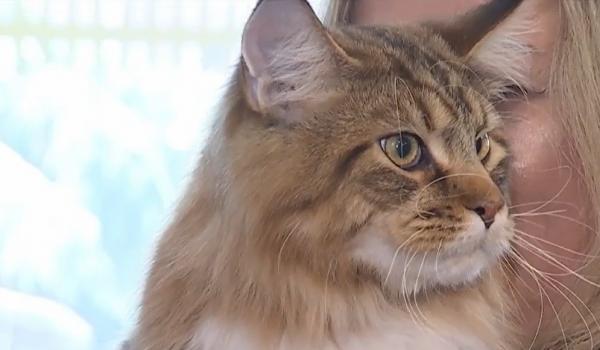 Pisicile care se luptă pentru coroniţa de Miss. Cum arată motanul care a făcut furori printre celelalte feline: "Are 16 concursuri internaţionale"