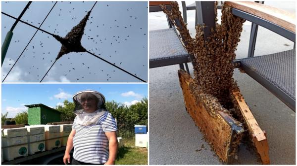 Românii terorizaţi de roiuri de albine. În ultimele zile s-au adunat inclusiv pe liniile de tramvaie. Ce le-a schimbat comportamentul