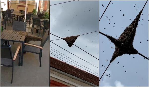 Oraşul din vestul ţării, "invadat" de roiuri de albine. Ce trebuie să facem dacă ne trezim cu insectele lângă casă 