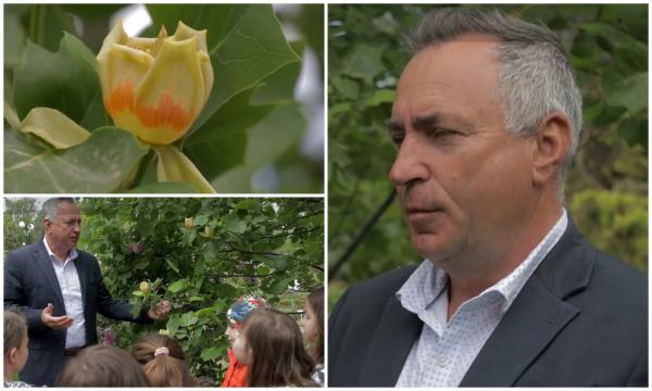 Arborele lalea s-a împodobit în culorile soarelui. Locul din România unde a prins rădăcini tulipanul, adus tocmai din America de Nord